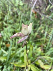 Saponaria officinalis
