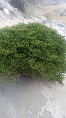 Lastarriaea chilensis