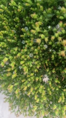 Lastarriaea chilensis