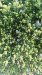 Lastarriaea chilensis