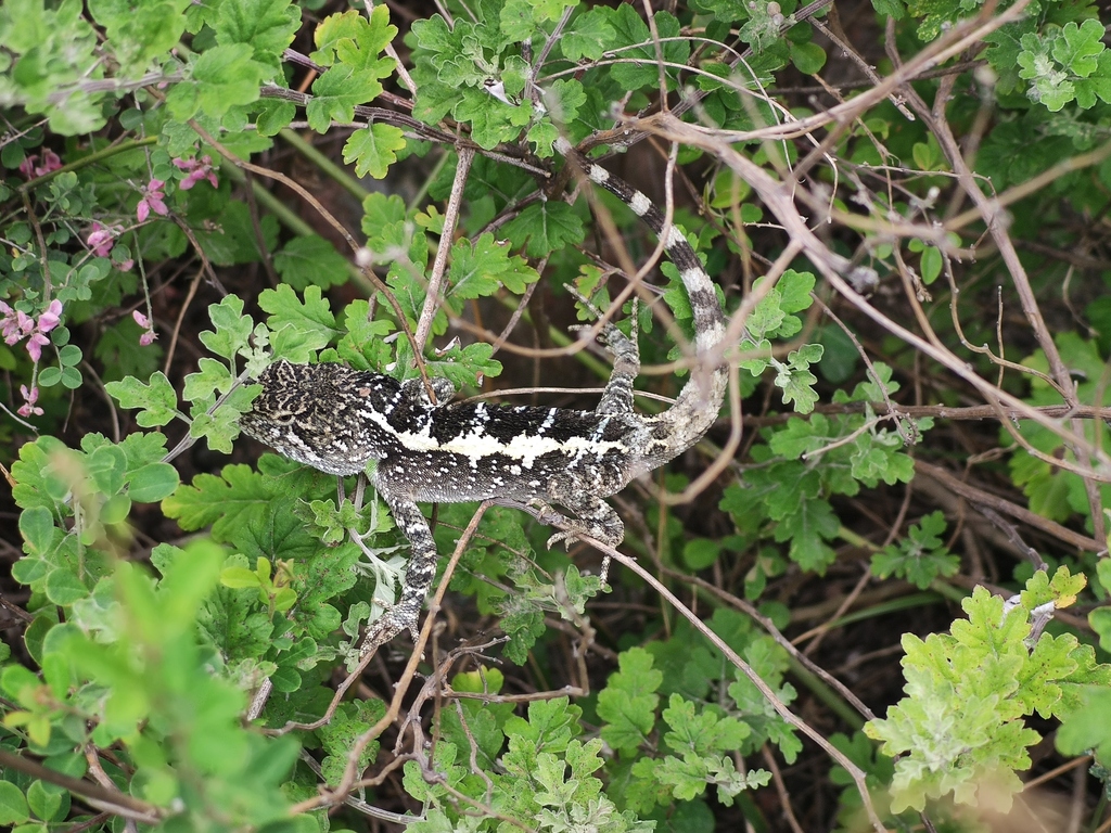 Zhao's Mountain Agama
