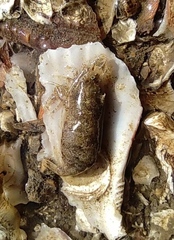 Latreutes planirostris
