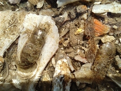 Latreutes planirostris