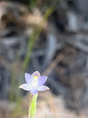 Thelymitra pauciflora