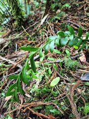 Tmesipteris tannensis