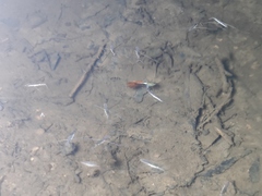 Poecilia reticulata