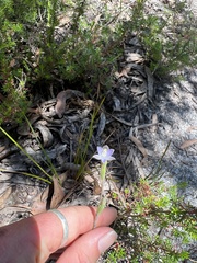Thelymitra pauciflora