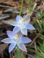 Thelymitra pauciflora