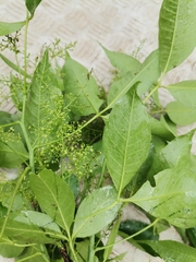 Searsia chirindensis