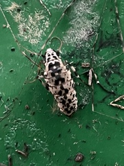 Erannis defoliaria
