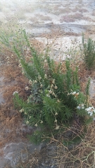 Heliotropium stenophyllum