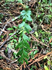 Tmesipteris tannensis