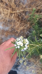 Heliotropium stenophyllum