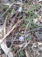 Thelymitra pauciflora