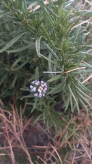 Heliotropium stenophyllum