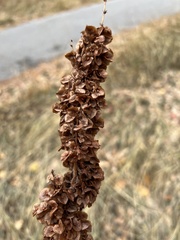 Rumex patientia