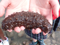 Australostichopus mollis