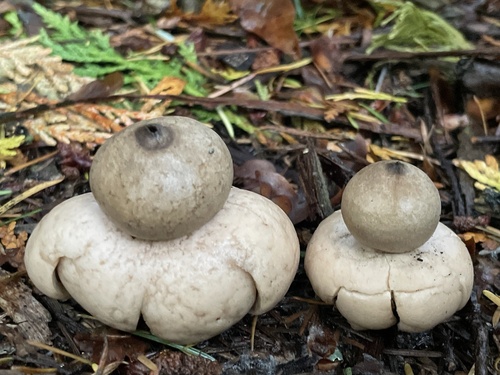 Geastrum saccatum