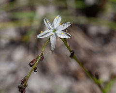 Caesia parviflora parviflora