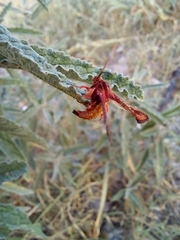 Thyrididae