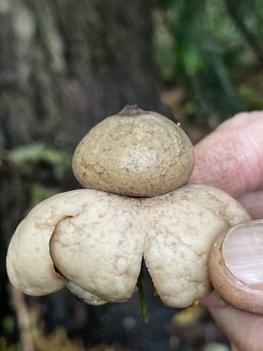 Geastrum saccatum (Photo 2 of 7)