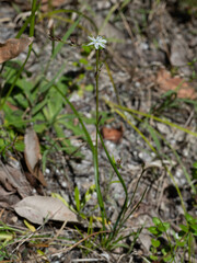 Caesia parviflora parviflora