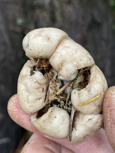 Geastrum saccatum (Photo 3 of 7)