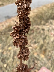 Rumex patientia