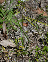 Caesia parviflora parviflora