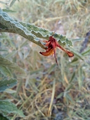Thyrididae