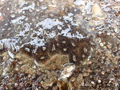 Botryllus schlosseri