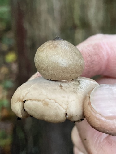 Geastrum saccatum (Photo 4 of 7)