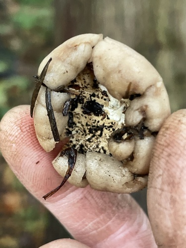 Geastrum saccatum (Photo 5 of 7)