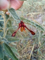 Thyrididae