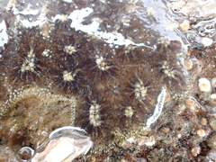 Botryllus schlosseri