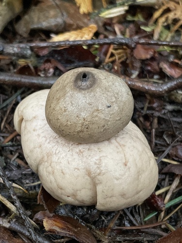 Geastrum saccatum (Photo 6 of 7)