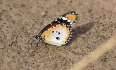 Danaus chrysippus alcippus