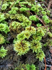 Hypnodendron