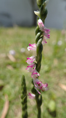Spiranthes sinensis
