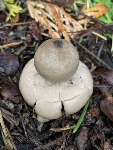 Geastrum saccatum (Photo 7 of 7)