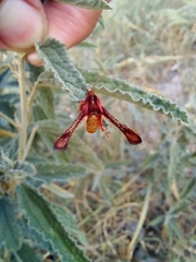 Thyrididae