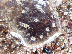 Botryllus schlosseri