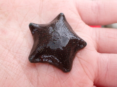 Patiriella regularis