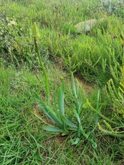 Bulbine narcissifolia
