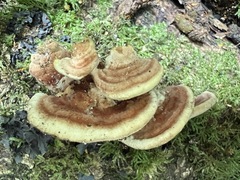 Rhodofomitopsis feei