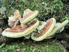 Rhodofomitopsis feei