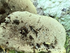 Rhodofomitopsis feei