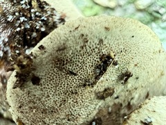 Rhodofomitopsis feei