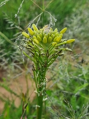 Bulbine narcissifolia