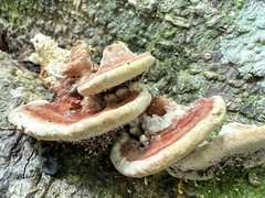 Rhodofomitopsis feei